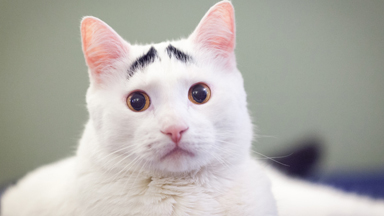 Raising Eyebrows Cute Cat Becomes Viral Sensation