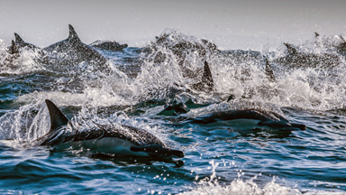 Jumping For Joy: Stunning Dolphin Jumps Into The Air