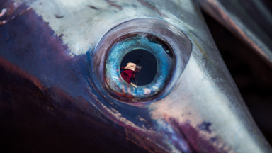 The Tale of Two Swordfish: Italian Fishermen Hunt for Swordfish Couples
