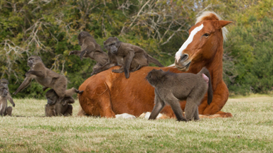 It's Just Horseplay For These Pesky Primates