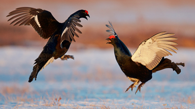 Angry birds: Male grouse do battle in mid-air for the right to mate