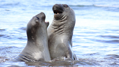 Flipping Mad! Angry Seals Fight In The Surf