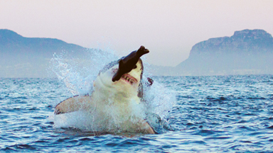 It's A Fake! Great White Shark Catches Dummy Seal Made Of Foam