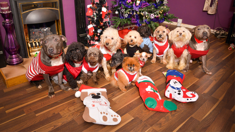 12 Dogs of Christmas: Owner Plans Christmas Spree For Her 'Fur Babies'