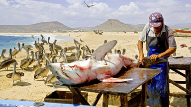 Harrowing pictures reveal brutal practice of shark finning