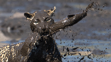 Good Spot: Fishing Leopard Makes Mud Pool Catch