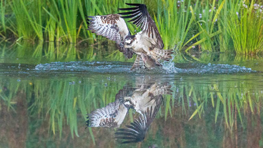Fish Dinner: Osprey Swoops To Seize Prey