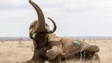 Saving 'Big Tusker': Poisoned Elephant Rescue Medics in Kenya