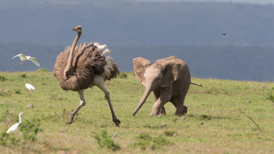 Leg it! Flapping Ostrich Flees for Safety