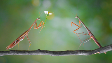 Roses Are Red: Praying Mantis Offers Flowers For Fellow Insects
