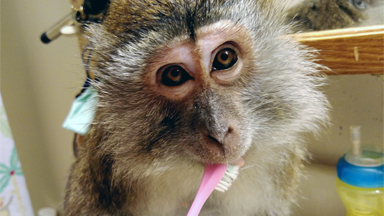 Monkey Mum's Make-Up Macaque