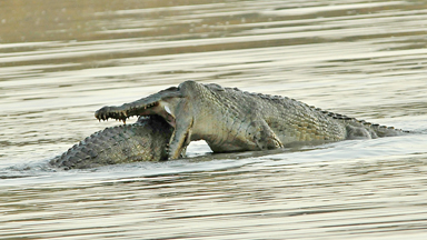 Croc vs. Croc: Dramatic fight between two Nile crocodiles captured on camera