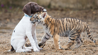 Hunter Games: Tiger & Dog Are Best Friends