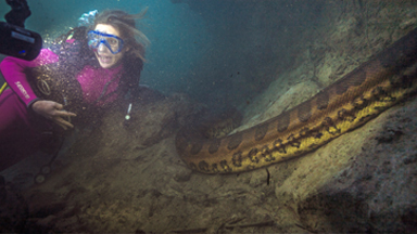 Adventurer gets up close and personal with giant anaconda