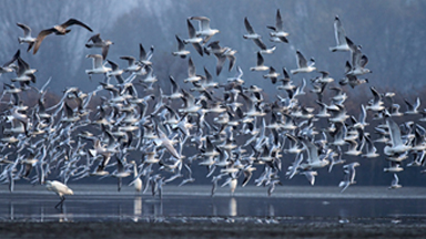Gulls Take Flight As Predator Hunts For Food