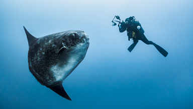 Diver's Close Encounter With A Huge Sunfish