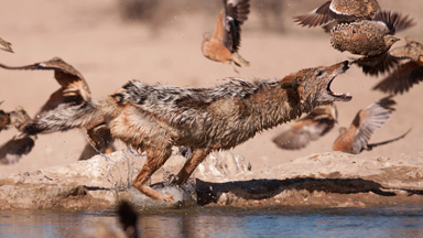 Spitting Feathers: Jackal Leaps To Catch Birds