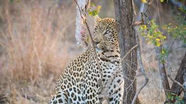 Give Me That! Leopard Pulls Huge Python From Tree
