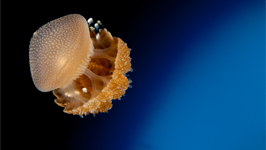 Bite Back! Underwater Photographs Promote Marine Conservation in Charity Calendar