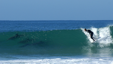Surf's Up: Dolphins Join Surfers On The Waves