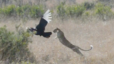 Leopard vs Bird: Hornbill Dramatically Escapes Jumping Cat’s Clutches