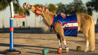 Basketball Champ Amos The Wonder Horse