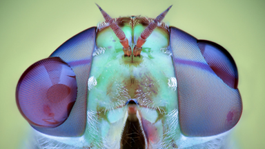 Out Of This World: Macro Portraits Of Insects That Look Like Aliens