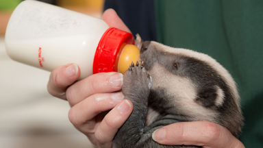 Precious Baby Badgers: Opal, Jet And Topaz Enjoy Life After Rescue