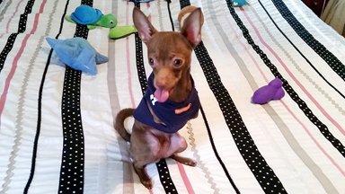 Rescued Chihuahua With Two Legs Comes on Leaps And Bounds