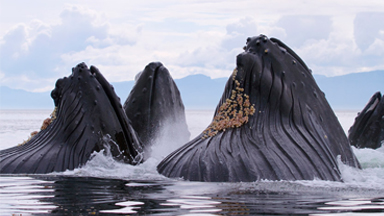 Hunting Humpbacks: Whales Chase Herring in Feeding Frenzy