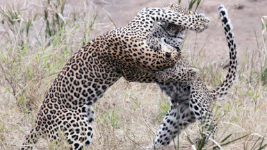Leopard Cub Playfights With Annoyed Mother In Kruger National Park