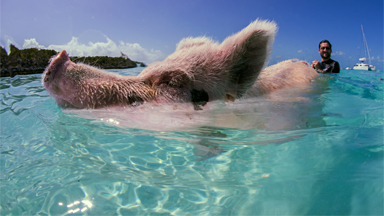 Beach Babe: Swimming Swine Draws Tourists To The Bahamas