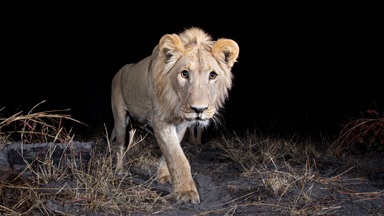 Hidden Cameras Capture Rare Pictures Of Elusive Animals
