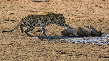 Let Sleeping Hogs Lie: Leopard Kills Snoozing Warthog