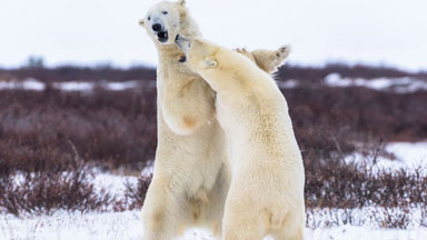 Bear Knuckle Boxing: Playful Polar Bears Trade Blows In The Snow