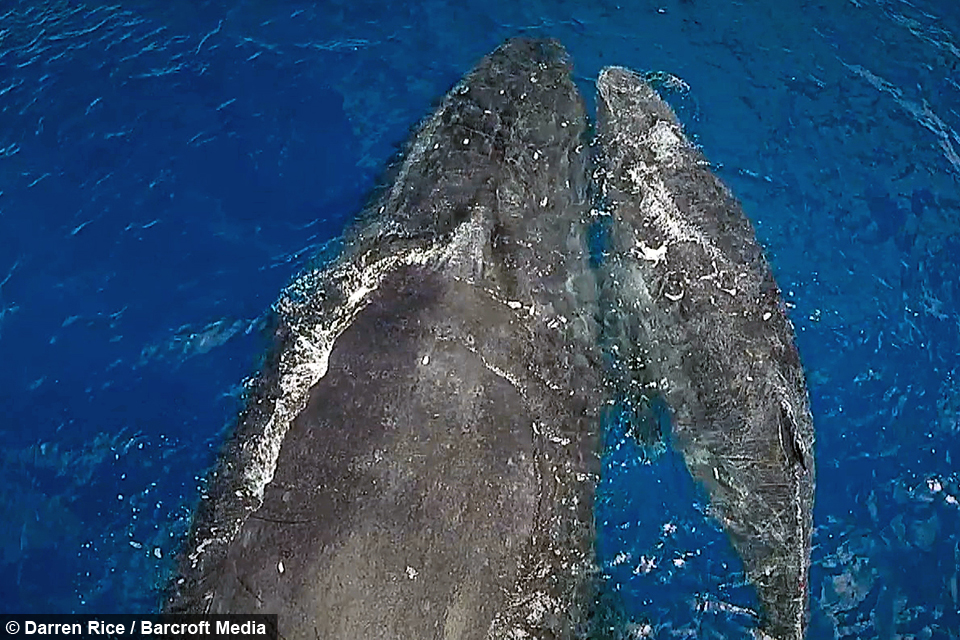 Incredible Drone And Underwater Footage Of Humpback Whales