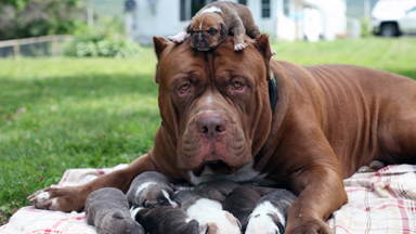 Best Of 2015: Barcroft TV's Animals And Pets