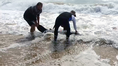 Let Off The Hook: Snagged Great White Shark Rescue