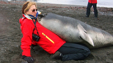 Cute Baby Elephant Seal Cuddles Up To Tourist