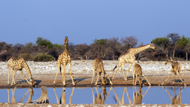 A Tall Drink of Water: Group of Towering Giraffes Show Off Their Bendy Yoga Skills