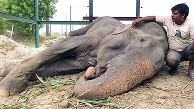 Elephant Celebrates Freedom After 50 Years In Chains