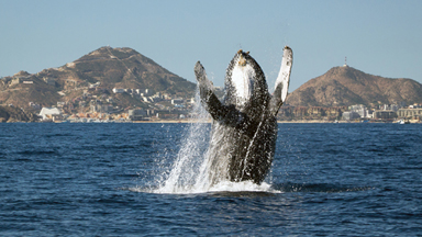 Young Humpback Whale Breaches To Say Hello