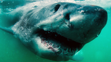 Smile For The Camera: German Pensioner Dives With Great White Sharks