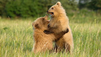 Un-BEAR-ably Cute: Playful Cubs Wrestle In The Grass