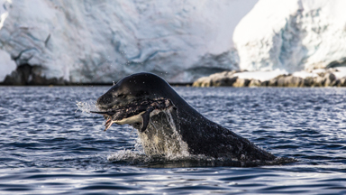Hungry Leopard Seal Skins Captured Penguin