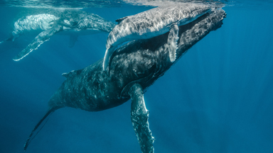 Creatures Of The Deep: Humpback Whales Snapped In Stunning Photos