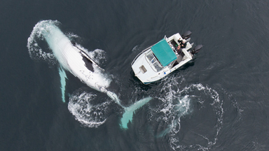 Whale of a time: Father and son use drone to capture incredible encounter with two humpback whales