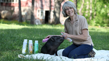 Hogwash: Lucky Pigs Enjoy Spa Treatments
