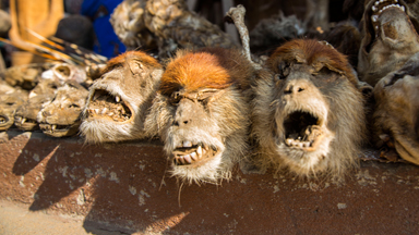 Magical Medicine: Voodoo market offers spiritual advice and animal talismans