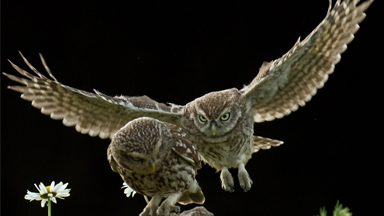 Angry Owls Taking Selfies